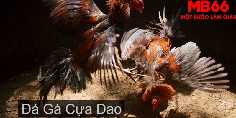 Đá Gà Cựa Dao - Tất Tần Tật Những Điều Anh Em Nên Biết - FAKUCI.GAMES