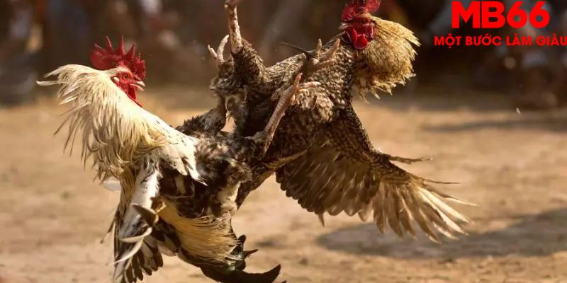 Đá Gà Cựa Dao - Tất Tần Tật Những Điều Anh Em Nên Biết - FAKUCI.GAMES