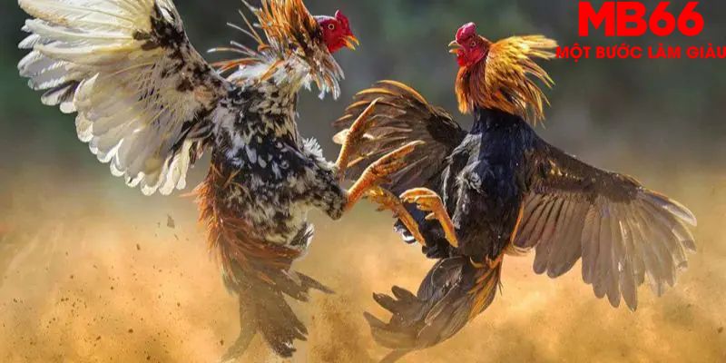 Đá Gà Cựa Dao - Tất Tần Tật Những Điều Anh Em Nên Biết - FAKUCI.GAMES