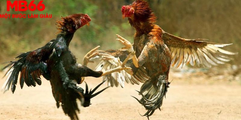 Đá Gà Thomo Phát Trực Tiếp Hấp Dẫn Mỗi Ngày Cùng MB66 - FAKUCI.GAMES