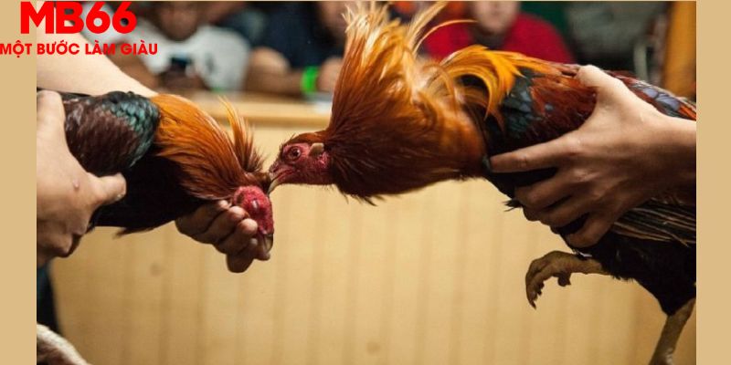 Đá Gà Thomo Phát Trực Tiếp Hấp Dẫn Mỗi Ngày Cùng MB66 - FAKUCI.GAMES