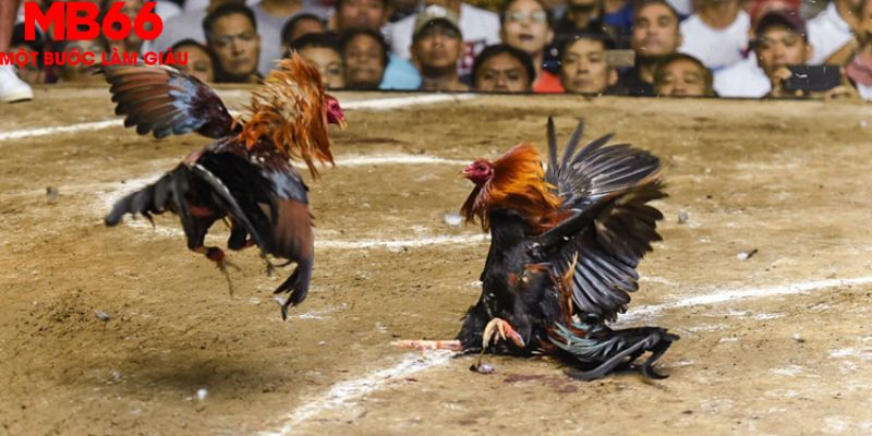 Đá Gà Thomo Phát Trực Tiếp Hấp Dẫn Mỗi Ngày Cùng MB66 - FAKUCI.GAMES