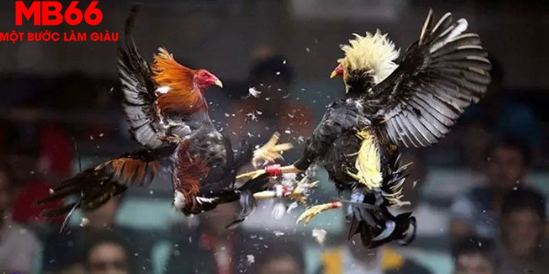 Đá Gà Thomo Phát Trực Tiếp Hấp Dẫn Mỗi Ngày Cùng MB66 - FAKUCI.GAMES