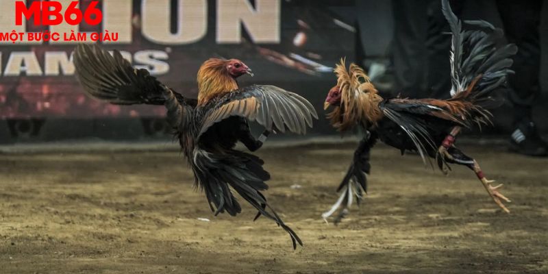 Đá Gà Thomo Phát Trực Tiếp Hấp Dẫn Mỗi Ngày Cùng MB66 - FAKUCI.GAMES