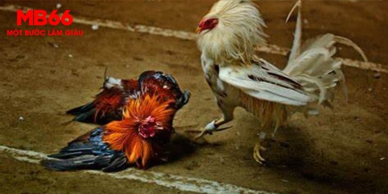 Đá Gà - Trò Cá Cược Siêu Hot Được Săn Đón Tại MB66 - FAKUCI.GAMES