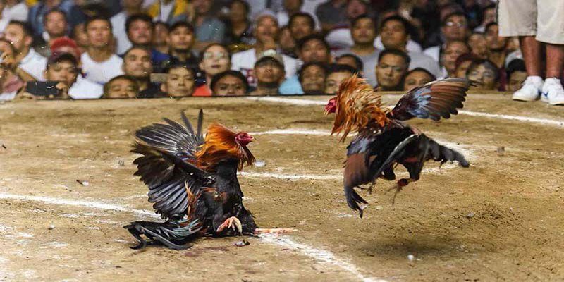 Tìm Hiểu Đá gà Campuchia Và Luật Chơi Cần Biết Tại MB66 - FAKUCI.GAMES