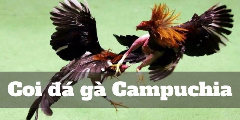 Tìm Hiểu Đá gà Campuchia Và Luật Chơi Cần Biết Tại MB66 - FAKUCI.GAMES