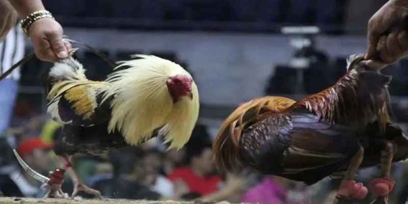 Đá Gà Cựa Sắt - Chiến Thuật Để Đánh Bại Tất Cả Đối Thủ - FAKUCI.GAMES