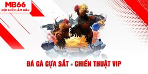 Đá Gà - Trò Cá Cược Siêu Hot Được Săn Đón Tại MB66 - FAKUCI.GAMES