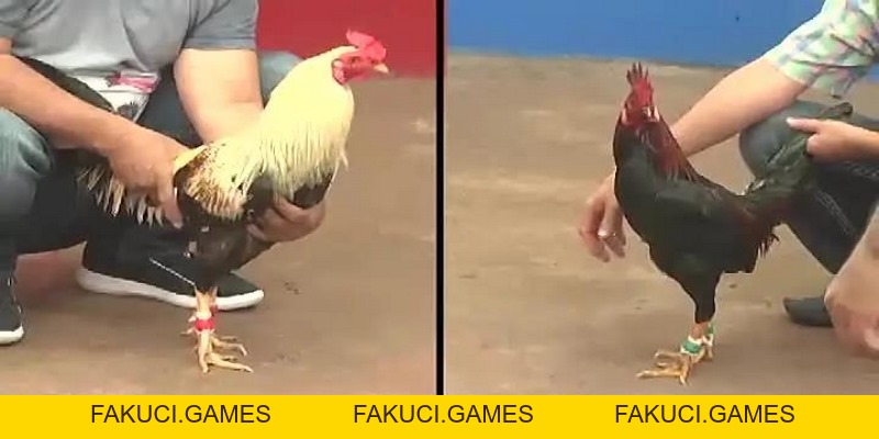 Đá Gà Cựa Sắt - Chiến Thuật Để Đánh Bại Tất Cả Đối Thủ - FAKUCI.GAMES