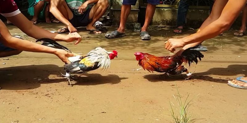 Đá Gà Cựa Sắt - Chiến Thuật Để Đánh Bại Tất Cả Đối Thủ - FAKUCI.GAMES