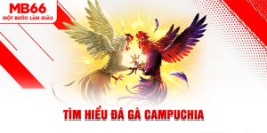 Đá Gà - Trò Cá Cược Siêu Hot Được Săn Đón Tại MB66 - FAKUCI.GAMES